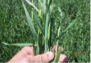 Be Patient When Assessing Winter Wheat Damage